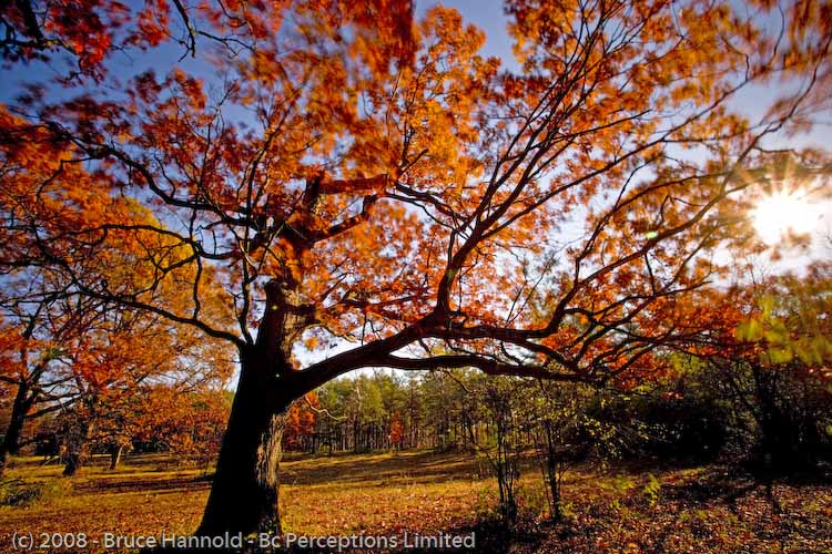 BLOWING OAK